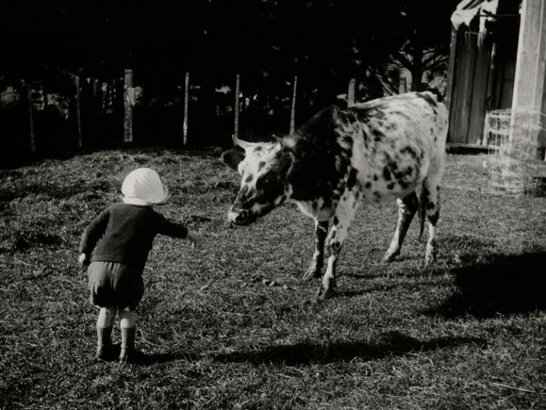 A little boy feeds a cow