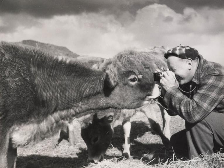 A man photographing a cow