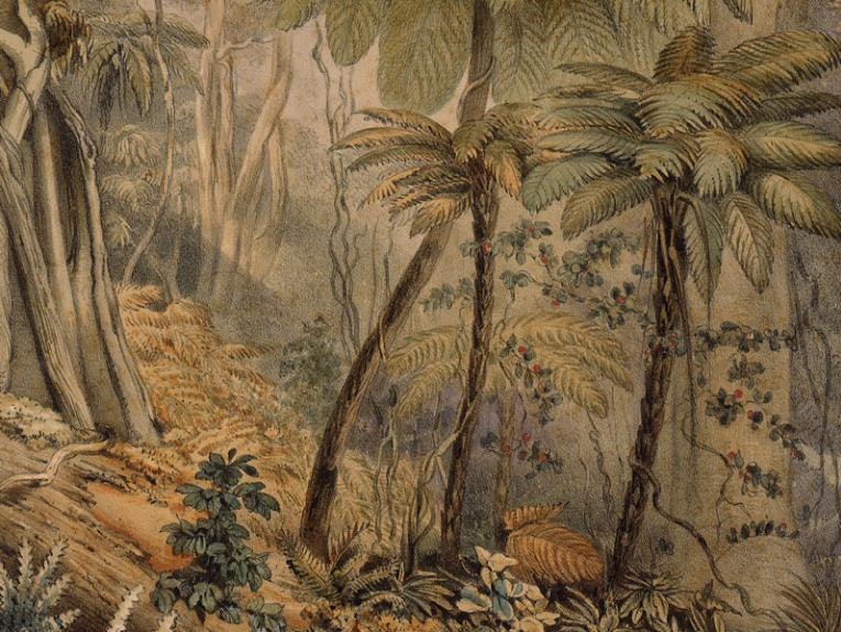 A watercolour scene of a forest, including lots of tree ferns