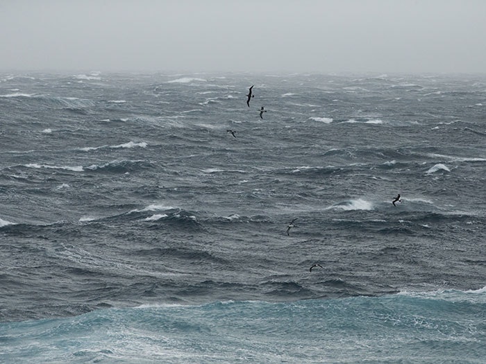Multiple albatrosses fly over a choppy open sea