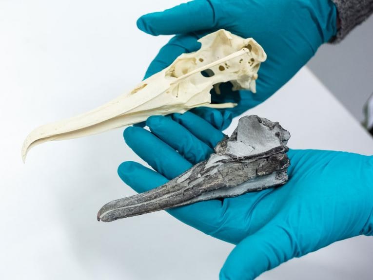 A fossil albatross skull next to a modern larger one