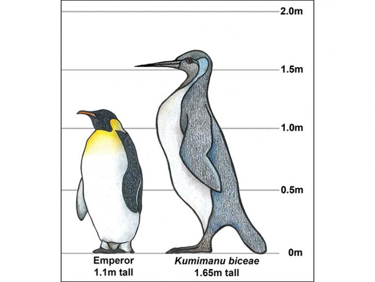 A drawn illustration of two types of penguins