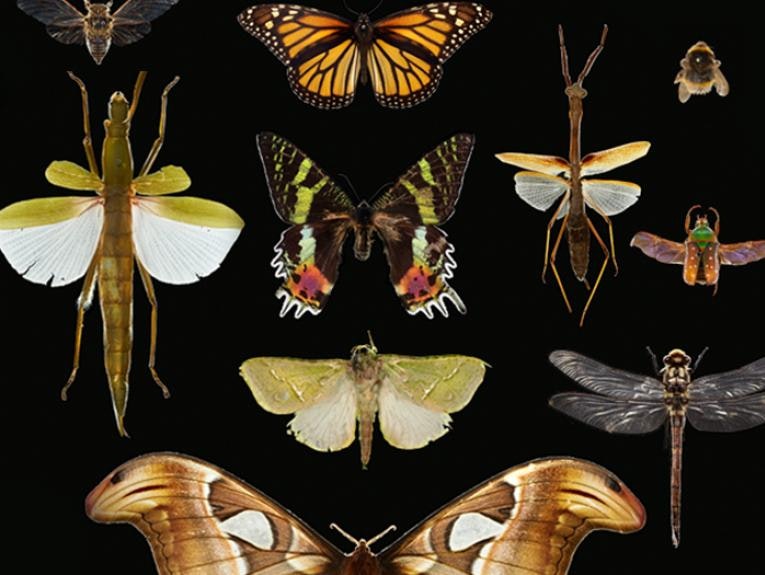 Moths, butterflies, bees, dragonflies, and stick insects