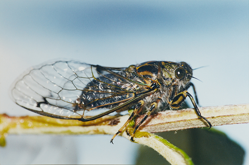 A dark cicada with yellow markings on its back – it is sitting on a branch with a blue background.