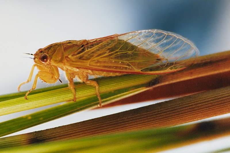 The tiny orange tussock cicada rests on a stalk against a blue background and it has a greenish back. Its closed and transparent wings have a light-brown frame and the cicada has brown eyes.