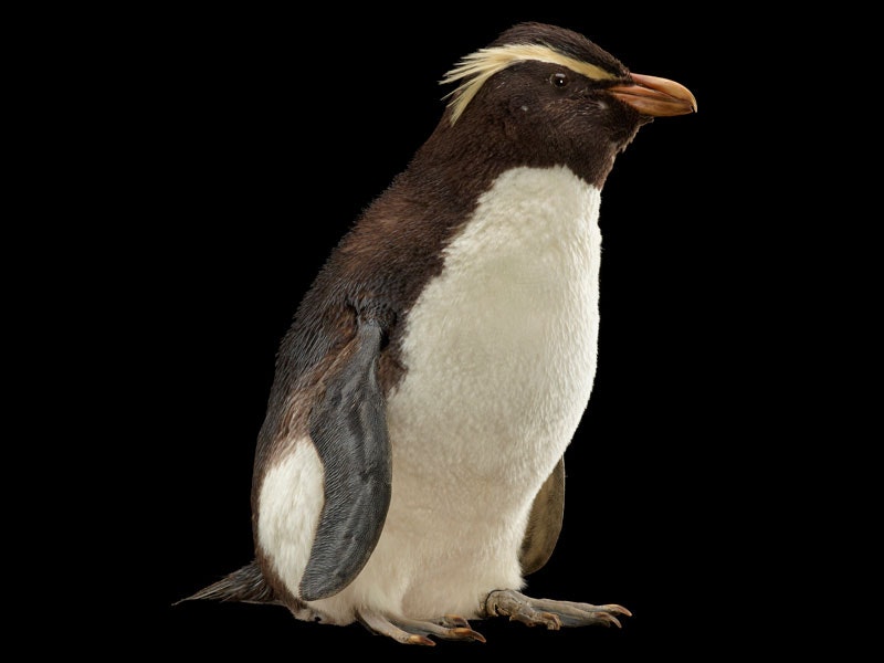 A penguin with yellow feathers above its eyes and a red beak