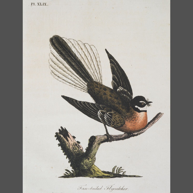 Etching of a fantail