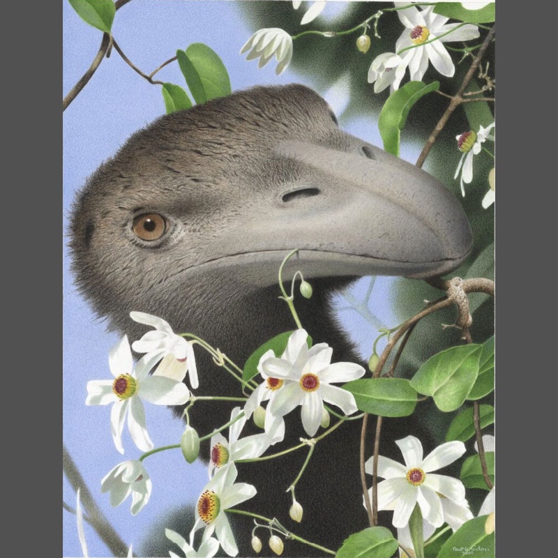 Painting of a moa