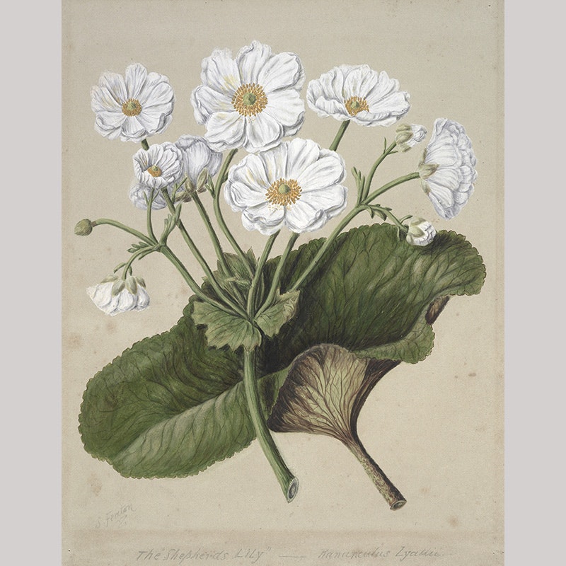 Painting of white flowers spreading out from a green stem
