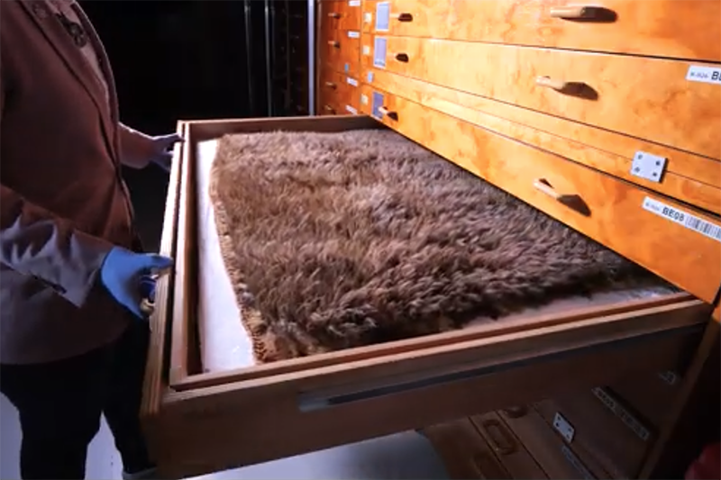 A drawer in a darkened room is being opened by someone wearing blue gloves. In the drawer is a feather cloak.