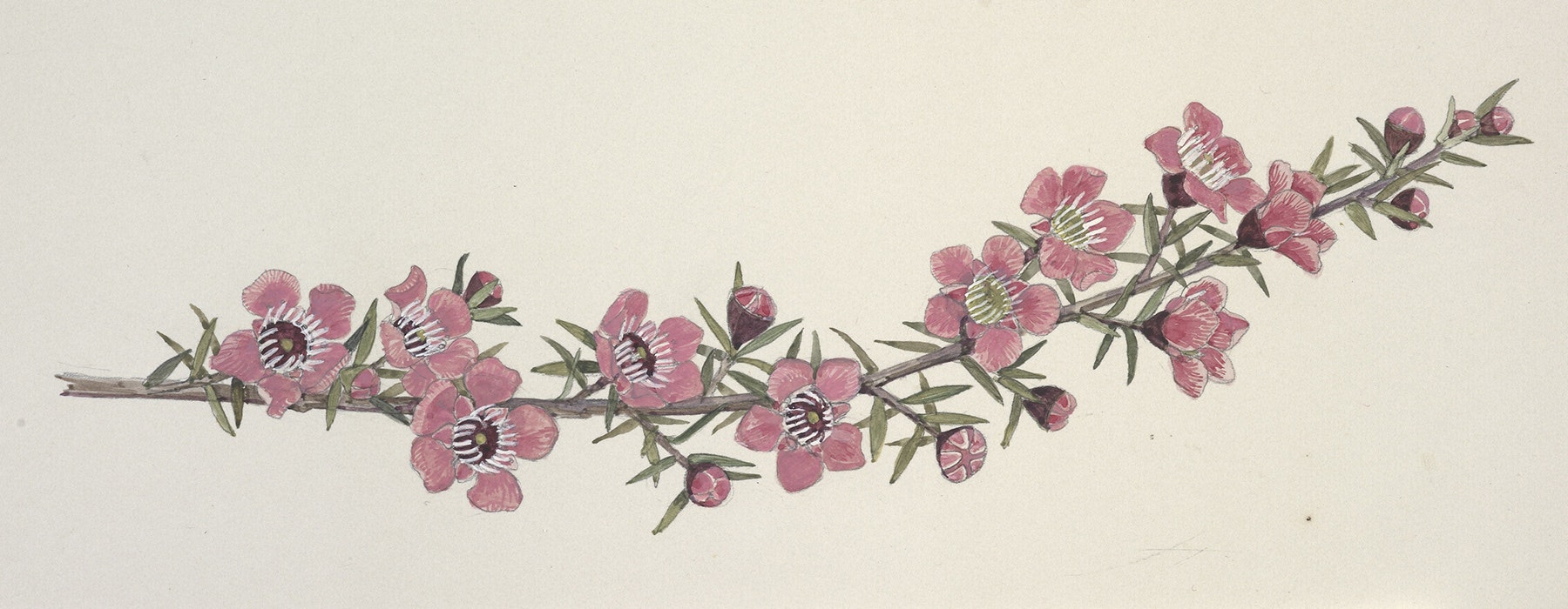 A watercolour of a branch of a plant with lots of pink flowers on it.