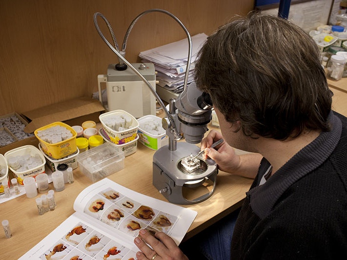 Phil Sirvid at work, 2012. Photo by Kate Whitley. Te Papa