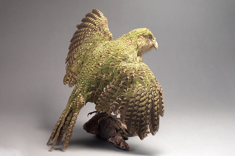 A taxidermied bird with its wings spread. It has green feathers.