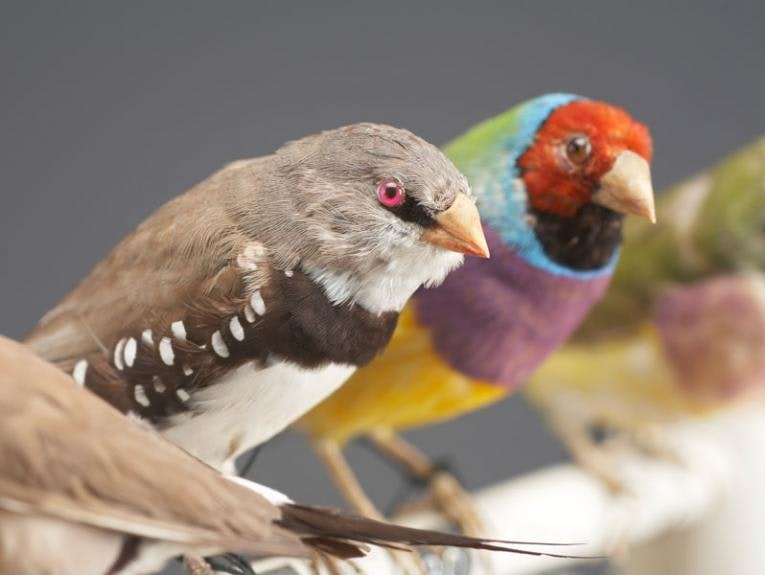 Taxidermy birds on a perch