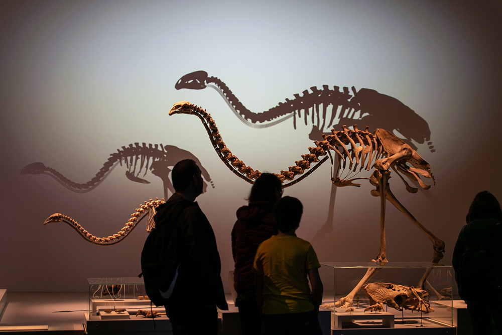 Two large skeletons of giant birds with their shadows on the wall. There are three people standing looking at it.
