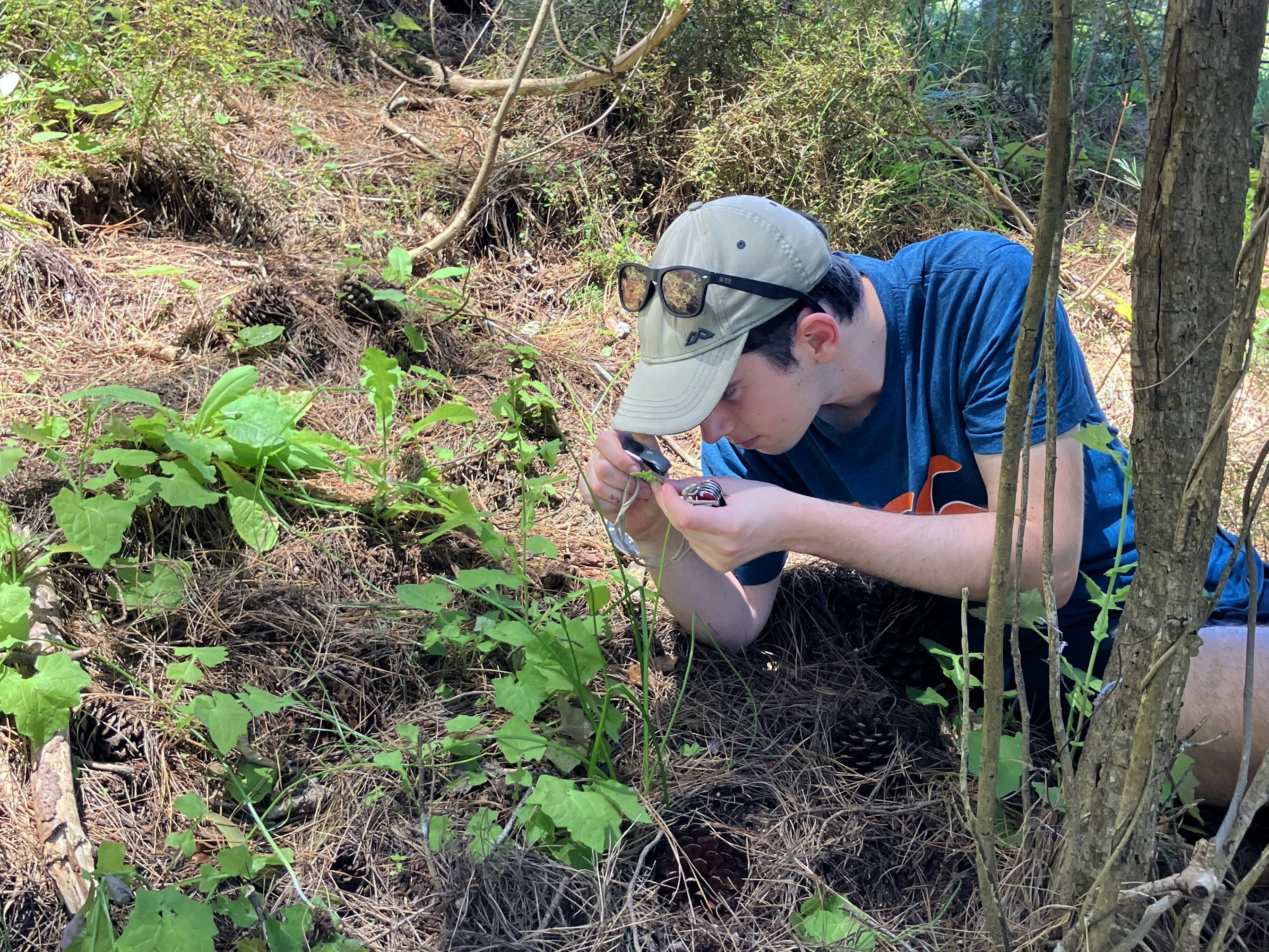 Taking a closer look at Microtis unifolia in the Wairarapa, December 2023. Photo by Carlos Lehnebach A man in a blue tshirt and a cap is crouched down on the ground and inspecting a small plant.