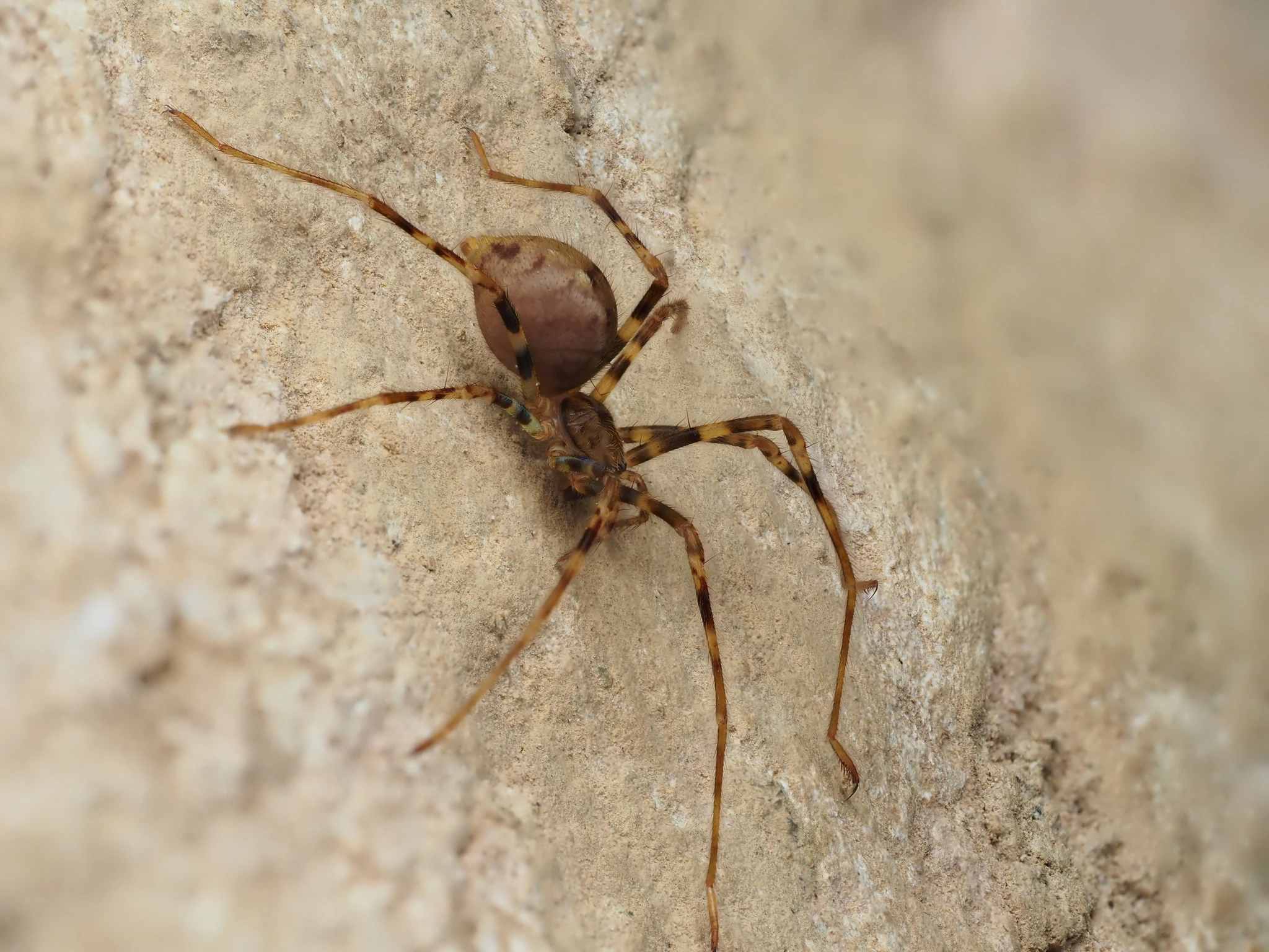 A long-legged spider on a rock.