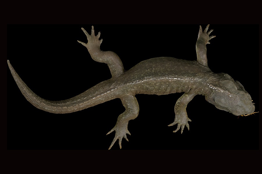 A dorsal view of a tuatara on a black background