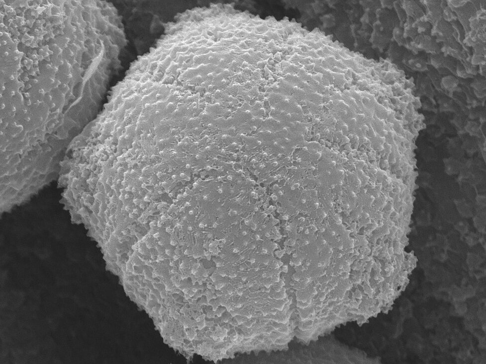 Myosotis pollen Microscopic pollen image of Myosotis saxatilis.