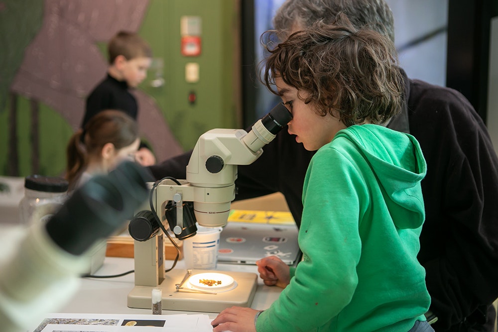 Children looking through microscopes at small bugs.