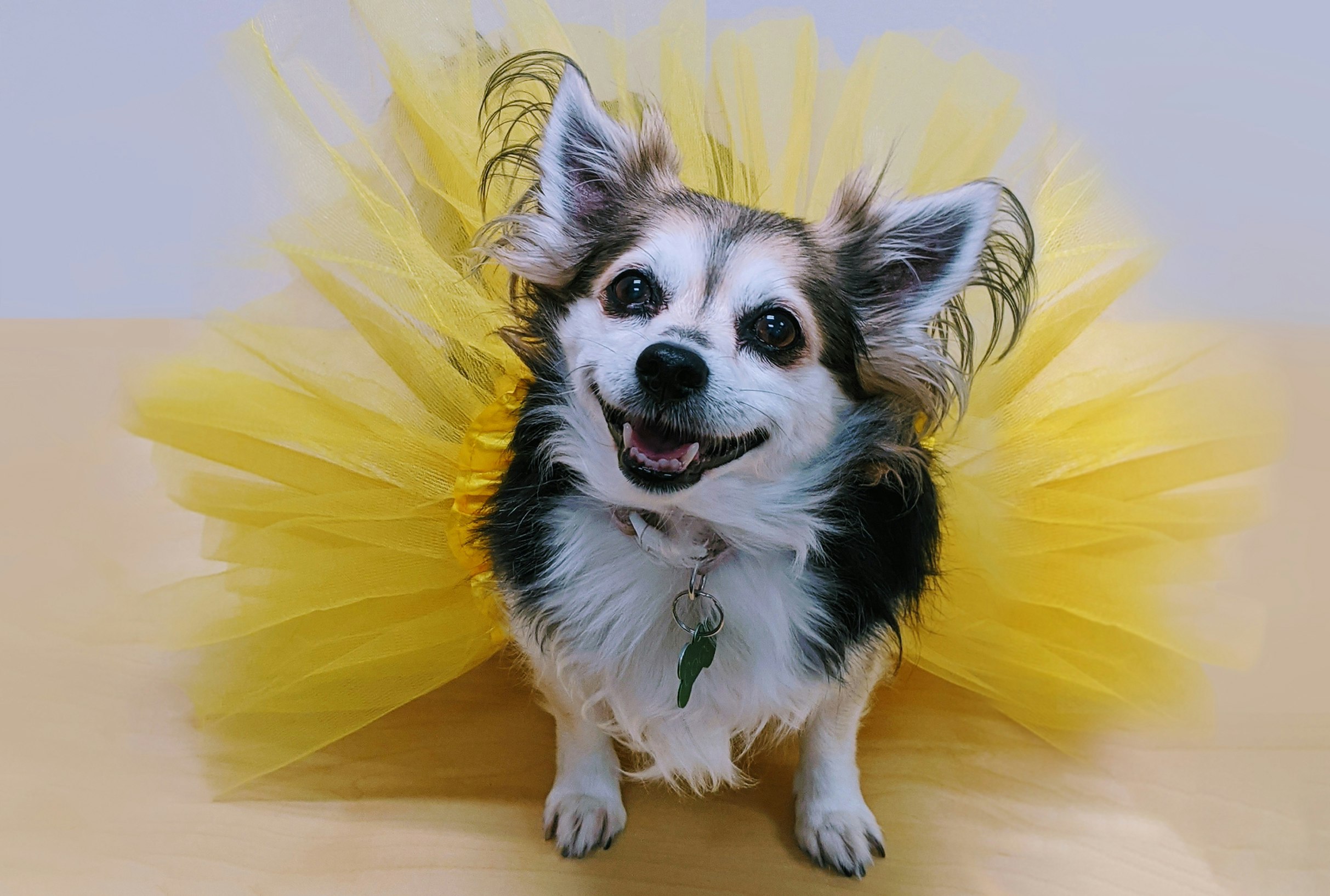 A small dog is wearing a yellow tutu and looking at the camera.