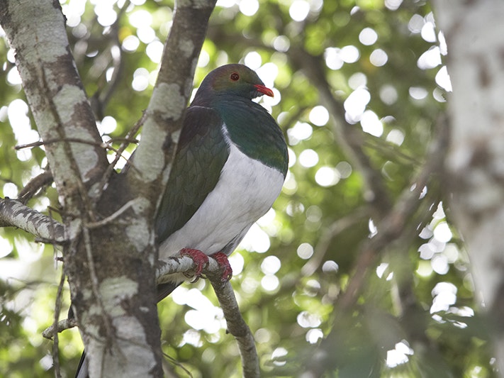 Kererū at Otari. Photo by Norm Heke. Te Papa (46265) A pigeon with a white front is sitting in a tree.