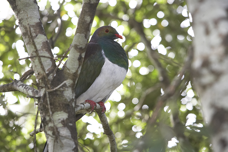 A pigeon with a white front is sitting in a tree.