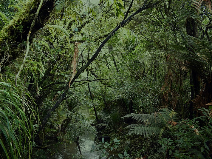 Green trees beside river during daytime. Photo by Yathursan Gunaratnam on Unsplash A forest scene with a creek running through the middle of it