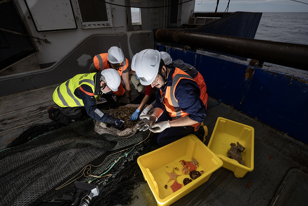 Deep-sea biodiversity | Te Papa