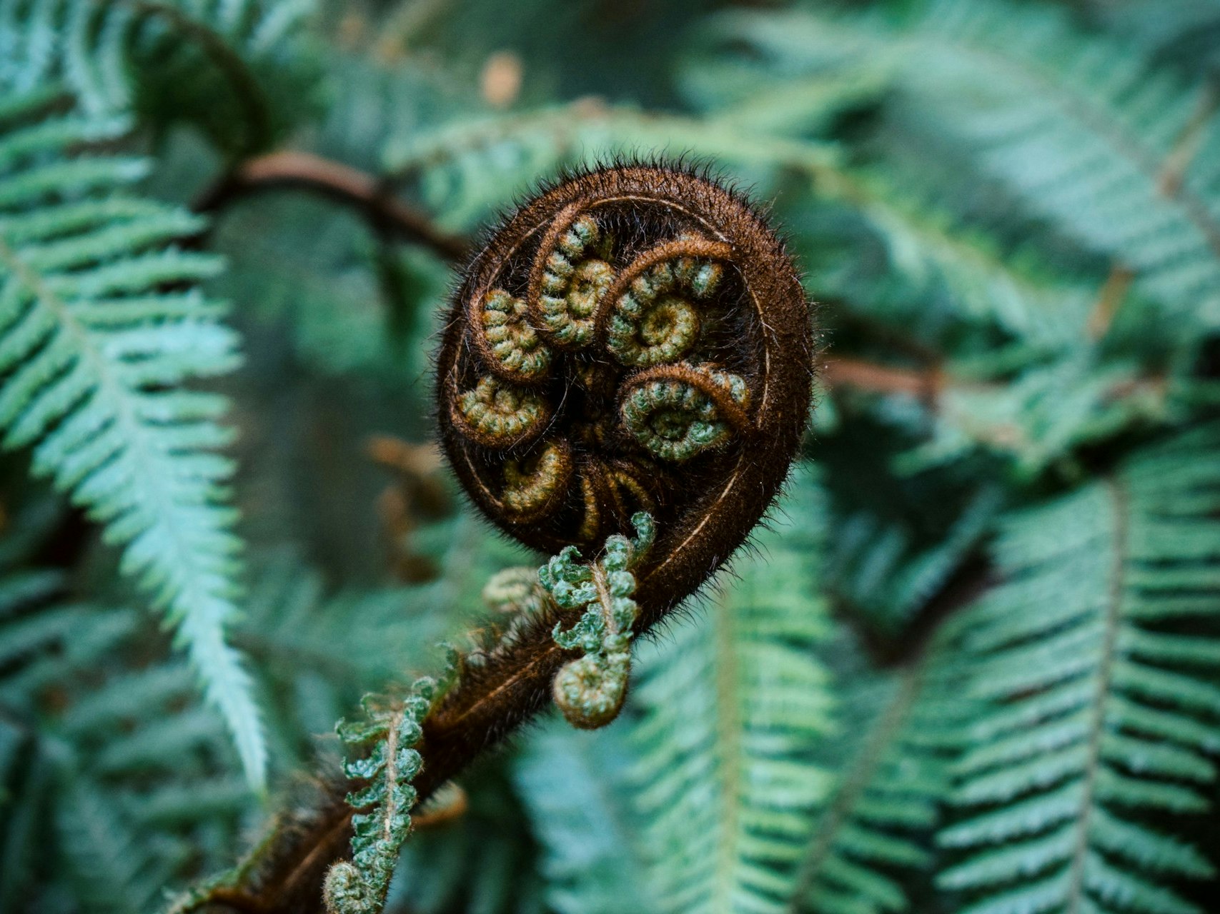 Photo by Agathe. Unsplash A fern frond is still tightly curled up in front of other fronds that have already spread open.