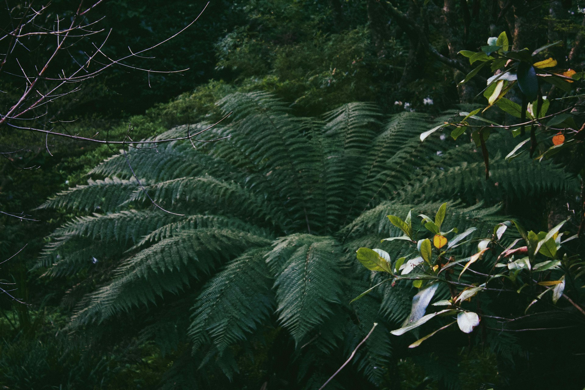 A photo looking down on a fern with the fronds all splayed in a circle.