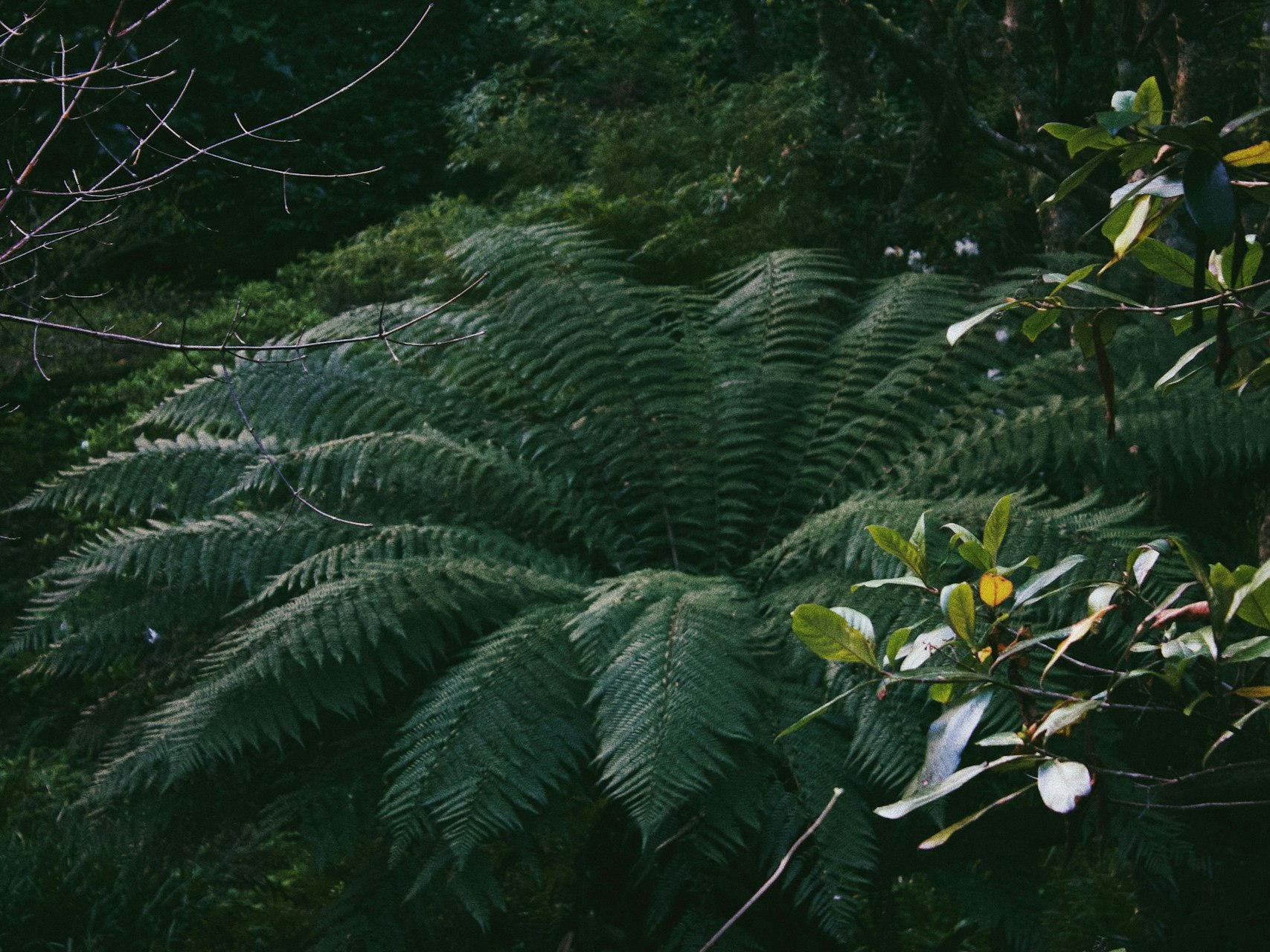 Photo by Raelle Gann-Owens. Unsplash A photo looking down on a fern with the fronds all splayed in a circle.