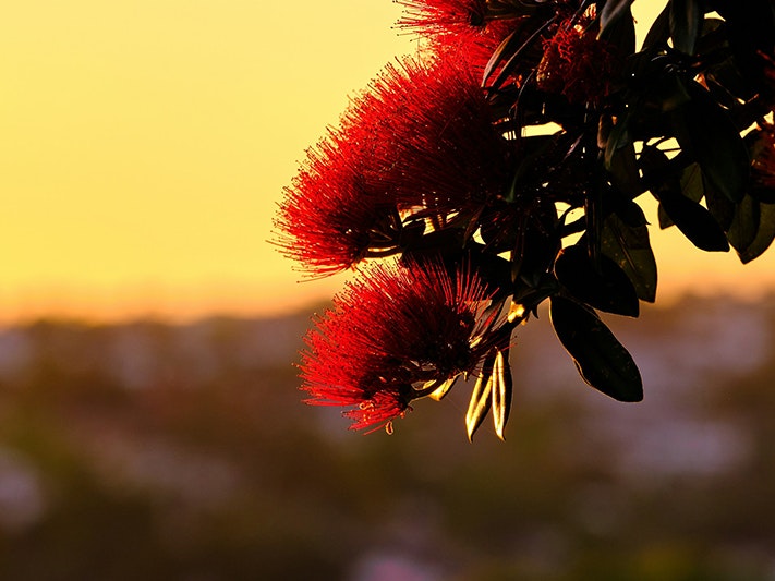 Photo by Arno Retief on Unsplash A branch of flowering pohutukawa is in the foreground of a yellowing sunset.
