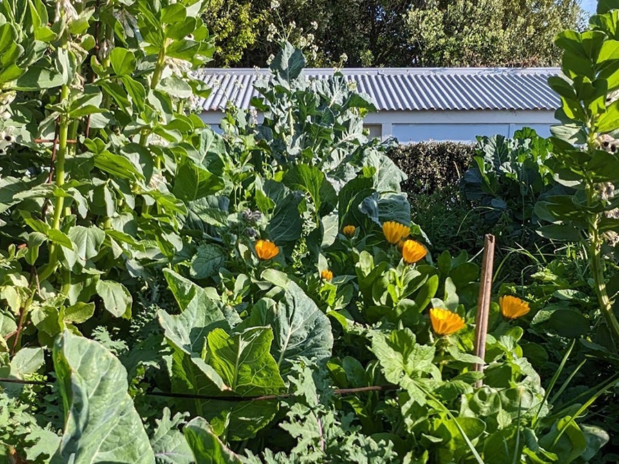 Photo by Sarah Hopkinson A vegetable garden with the top of a house visible in the background.