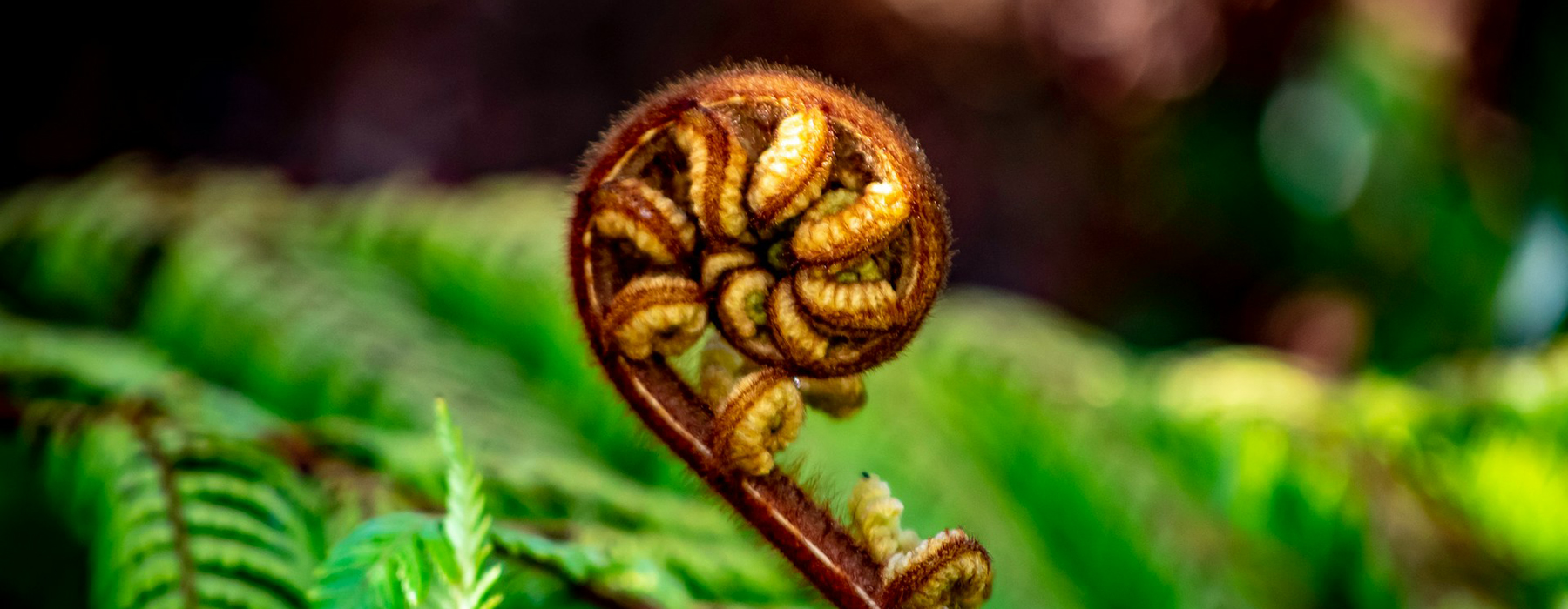 A fern frond is still tightly curled up in front of other fronds that have already spread open.