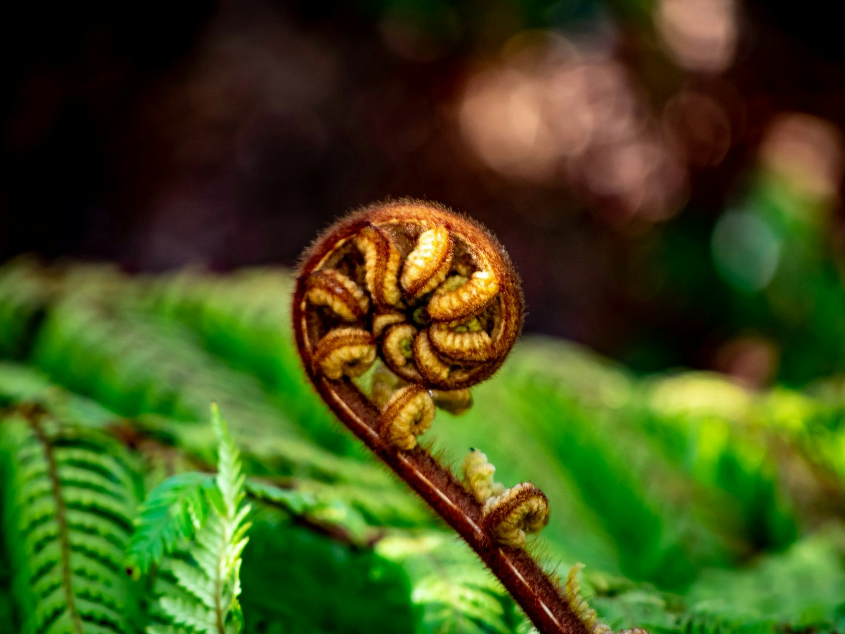 Photo by Duskfall Crew. Unsplash A fern frond is still tightly curled up in front of other fronds that have already spread open.