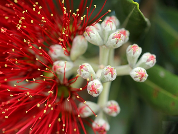 Photo by Sandy Millar. Unsplash Close up of a Pōhutukawa flower and buds