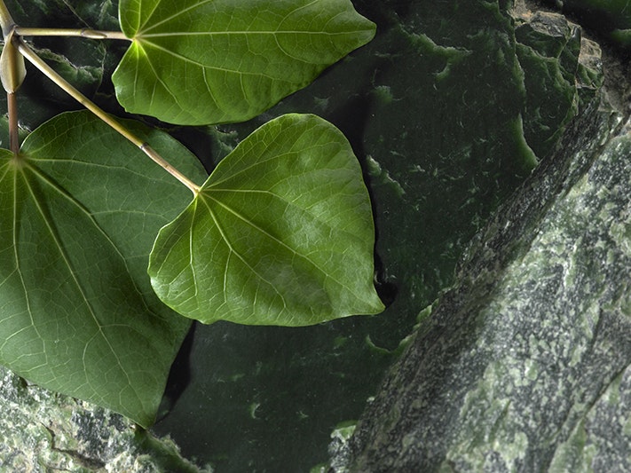 Pounamu and kawakawa, 2006. Photo by Te Papa (46911) A piece of flat leafed plant on a piece of greenstone