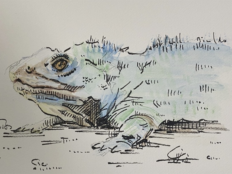 Illustration by Ben Berryman A pen and ink illustration of a tuatara