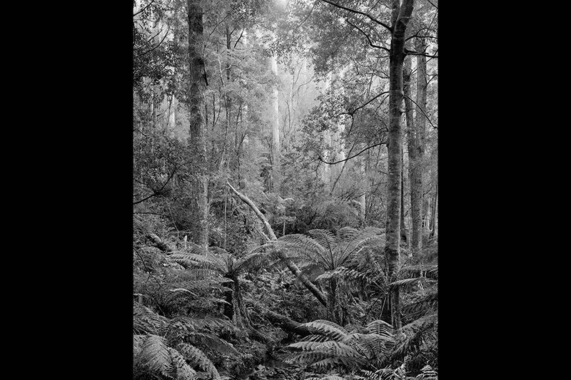 A black and white photo of a native bush scene.