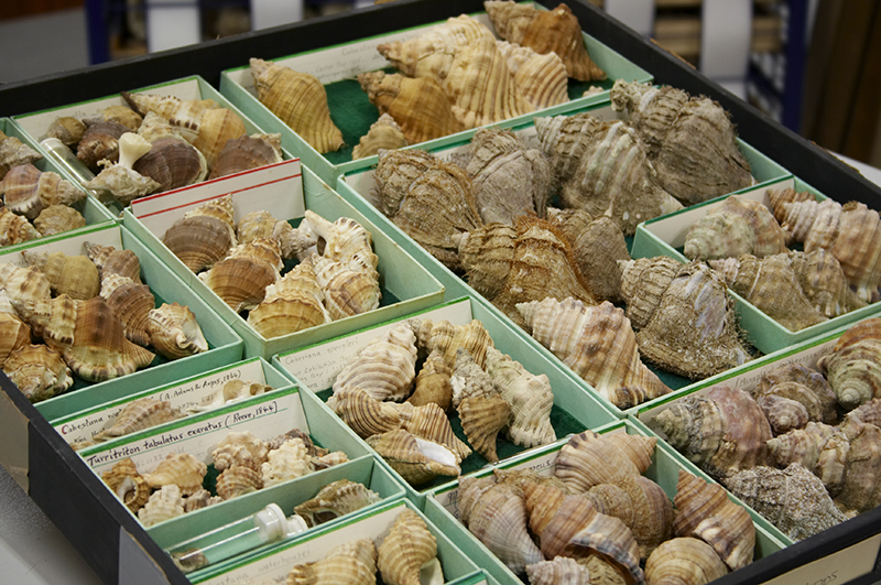 A tray of green boxes with shells of different sizes in each compartment