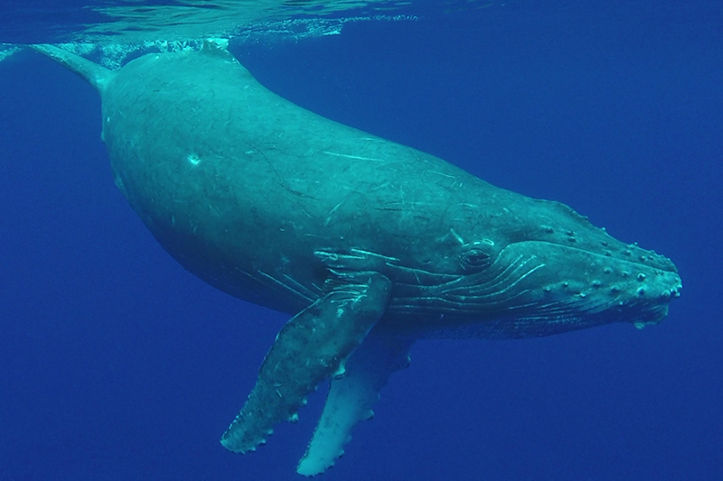 A large whale under the sea.