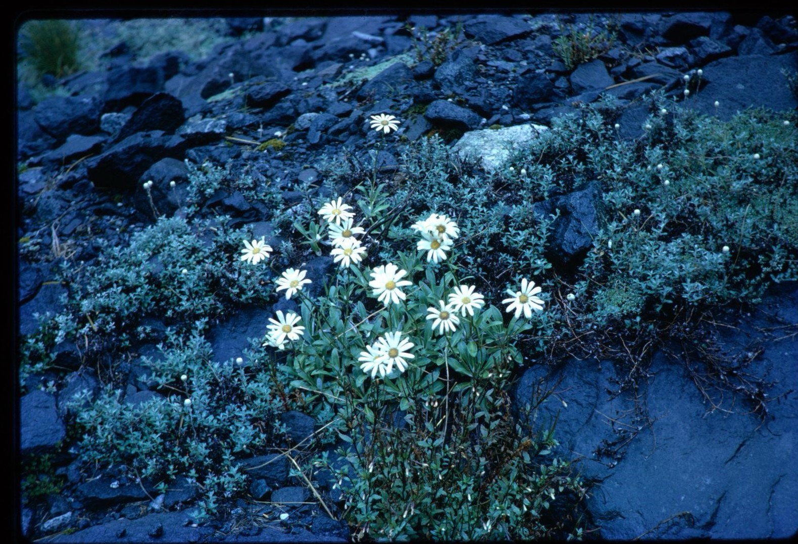 A clump of daisies on a green shrub on the side of a mountain,
