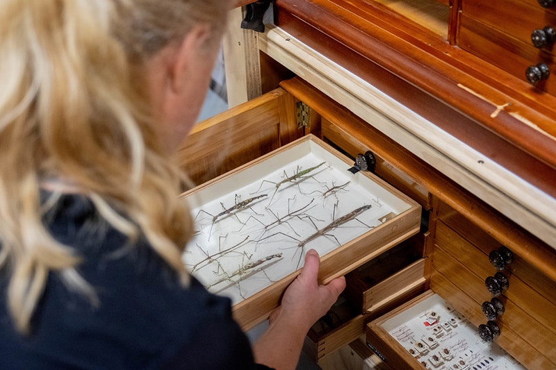 Photo over the shoulder of a blonde child looking at a drawer containing 7 stick insects.
