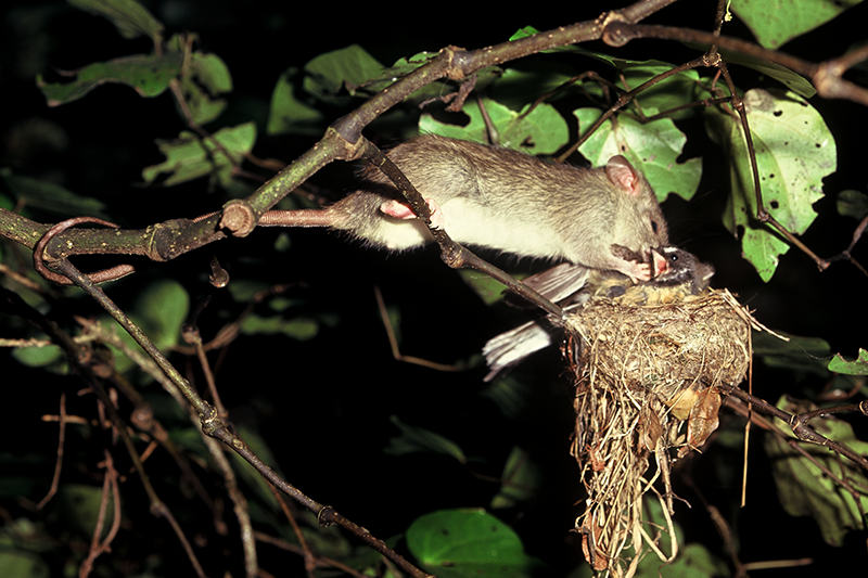 A rat in a tree attacking a bird in a nest at nighttime.