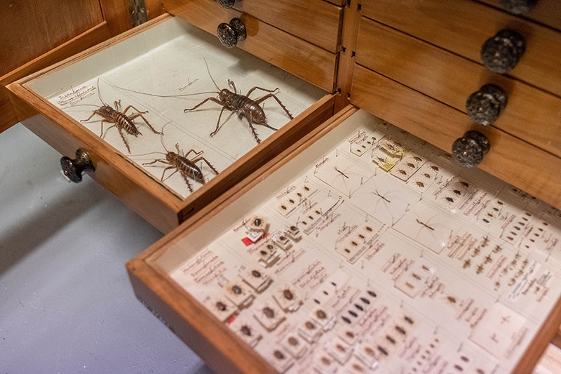 Two wooden drawers of insects in a museum.