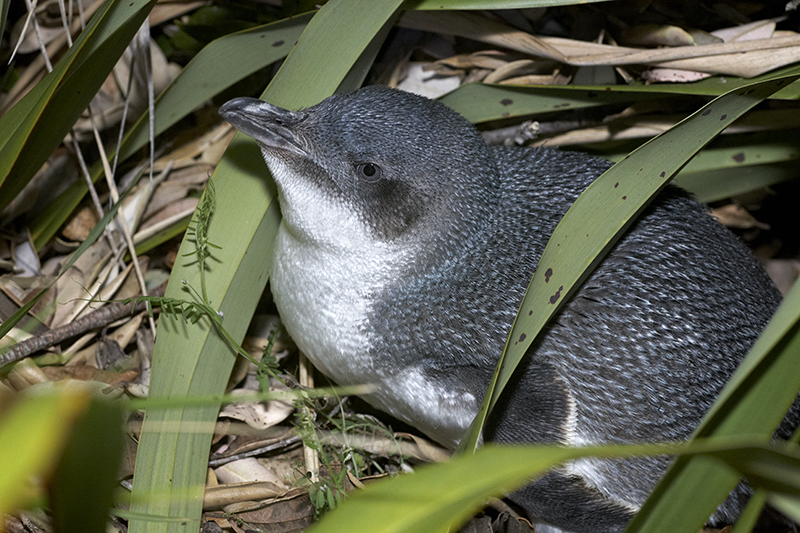 A small grey-blue penguin with a white front is crouched in some undergrowth.