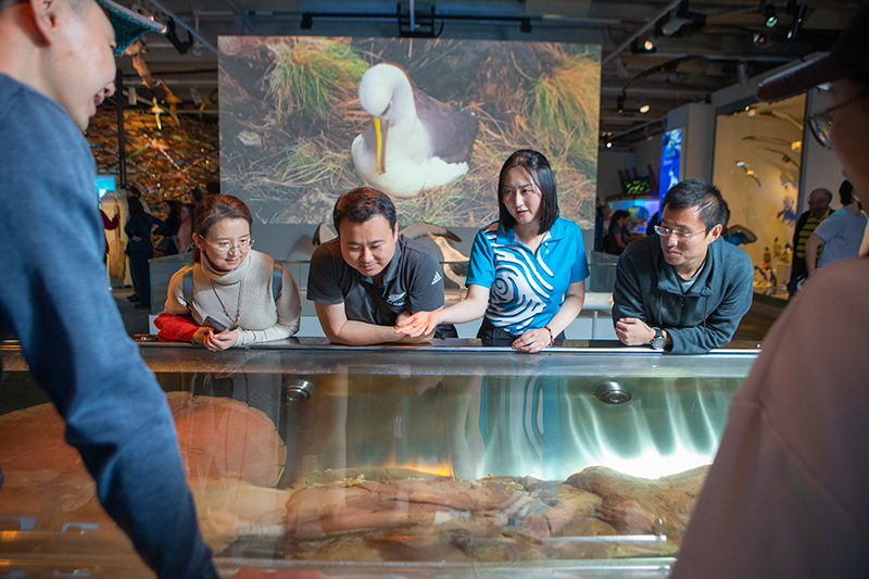 People standing around a tank holding a giant squid.