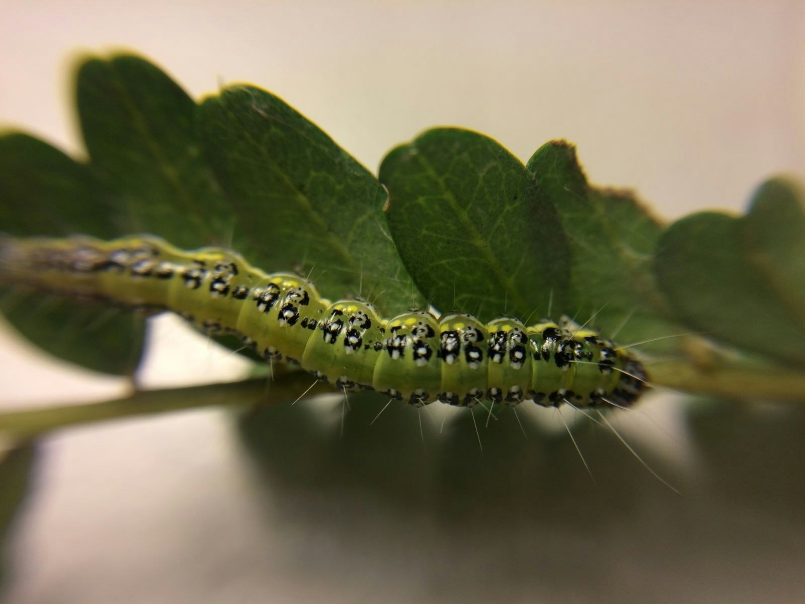 Kōwhai moth caterpillar crawling on leaves