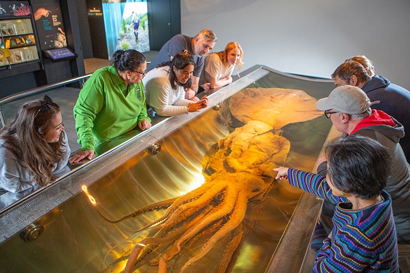 Several people gathered around a colossal squid in a tank.